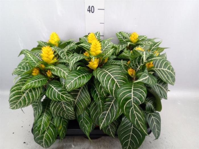 <h4>Aphelandra squar. 'Dania'</h4>