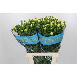 Ranunculus Butterfly Helios 70cm