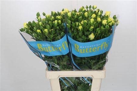 <h4>Ranunculus Butterfly Helios 70cm</h4>