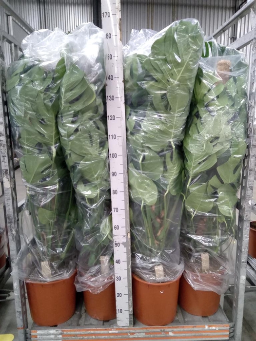 <h4>Monstera delic.</h4>