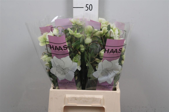 <h4>Hell Magnific Bells</h4>