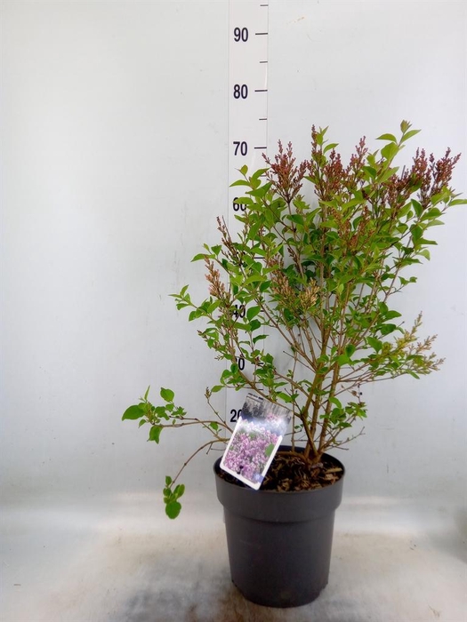 <h4>Syringa   ...mix</h4>