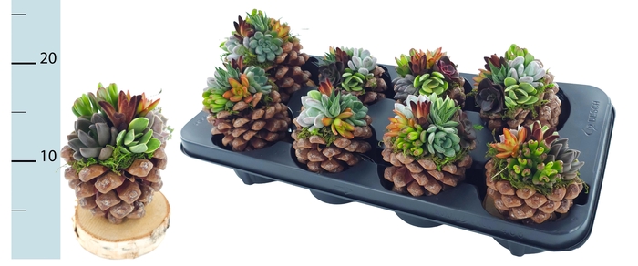 <h4>ARR KERST</h4>