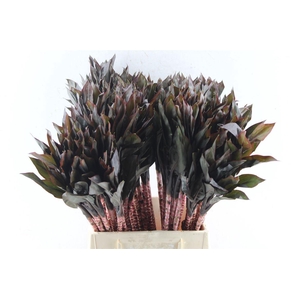Cordyline Purple Compacta