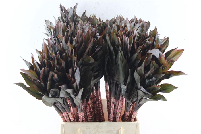 <h4>Cordyline Purple Compacta</h4>