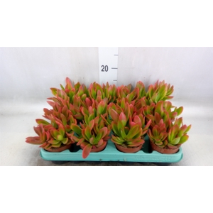 Crassula   ...