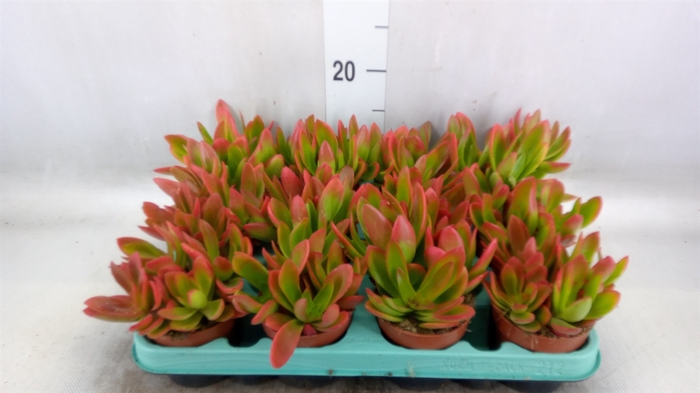 <h4>Crassula   ...</h4>