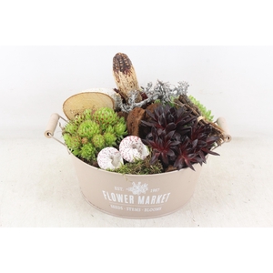 arr4 Semp VL - Zink flower market taupe x2
