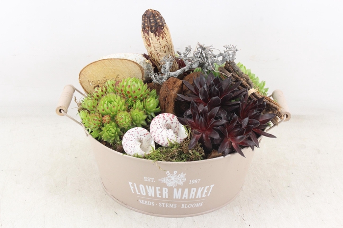 <h4>arr4 Semp VL - Zink flower market taupe x2</h4>