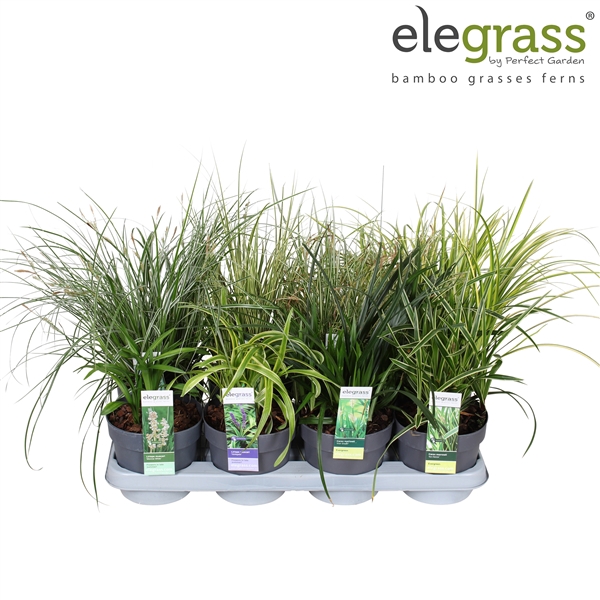 <h4>Grassen mix tray - Elegrass Hardy and Evergreen P14</h4>