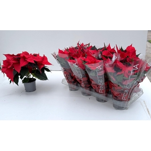 EUPHOR PULCHERRIM OV