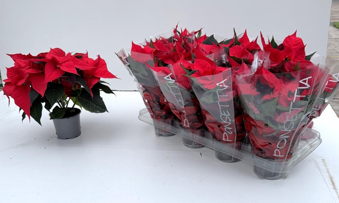 <h4>EUPHOR PULCHERRIM OV</h4>