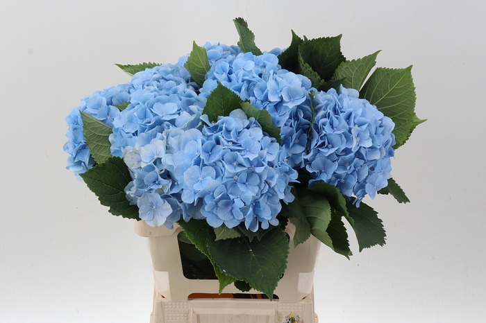 <h4>Hydr M Ch Verena Bl</h4>