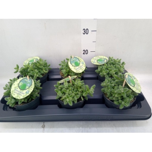 Delosperma echinatum