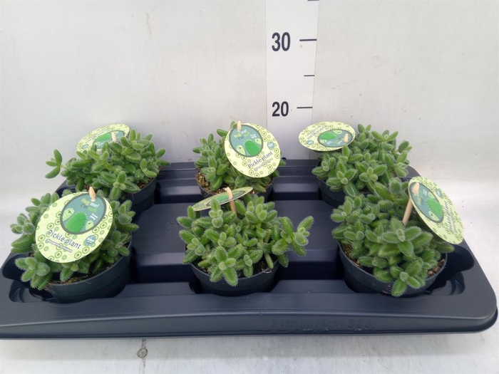 <h4>Delosperma echinatum</h4>