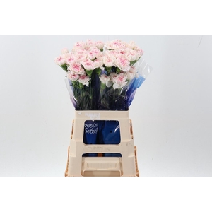 Di St Yukari cherry 60cm hi