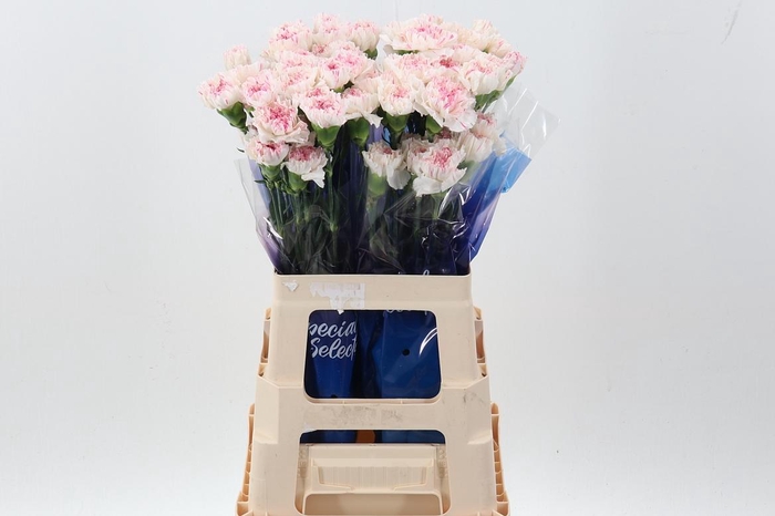 <h4>Di St Yukari cherry 60cm hi</h4>