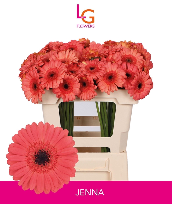 <h4>GERMINI JENNA</h4>