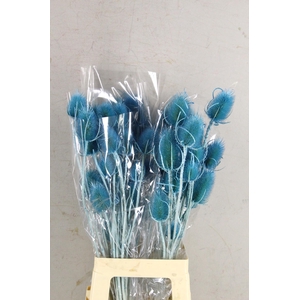 DF Dipsacus Turquoise Bs 130g