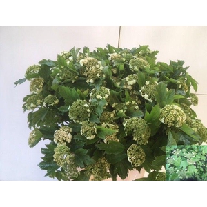 Viburnum Opulus