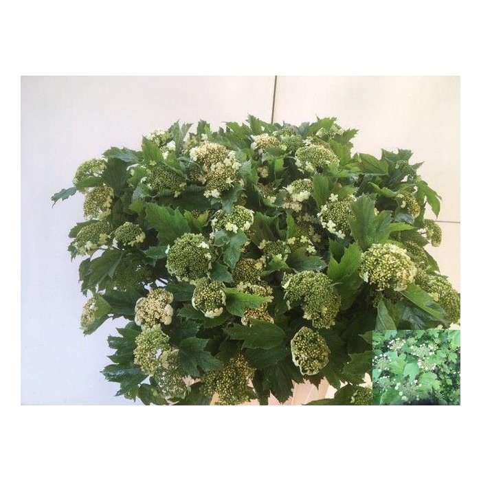 <h4>Viburnum Opulus</h4>