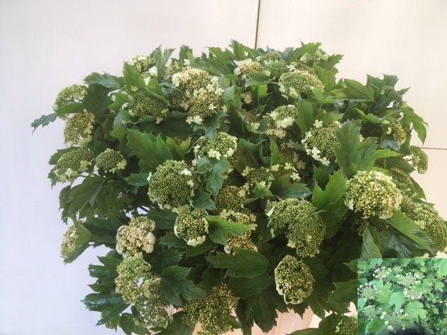 Viburnum Opulus