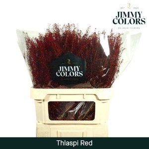 Thlaspi Gekleurd Klbh. Rood