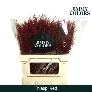 Thlaspi Gekleurd Klbh. Rood