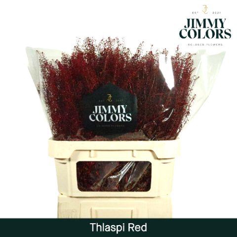 <h4>Thlaspi Gekleurd Klbh. Rood</h4>