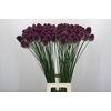 Allium Sphaerocephalon