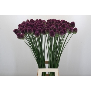 Allium Sphaerocephalon