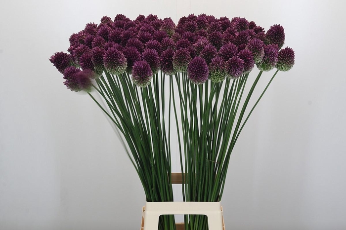 <h4>Allium Sphaerocephalon</h4>