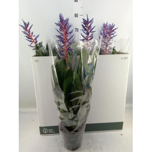 Aechmea  'Blue Rain'