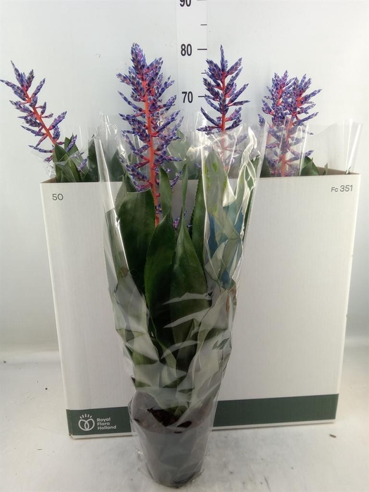 <h4>Aechmea  'Blue Rain'</h4>