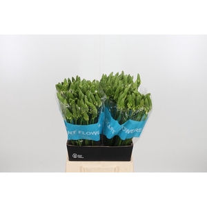 Ornithogalum T Mount Fuji