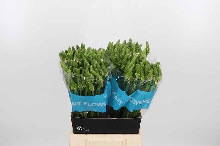 <h4>Ornithogalum T Mount Fuji</h4>