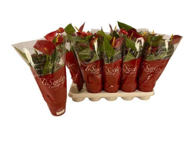 <h4>ANTHU AN SUCCESS RED</h4>