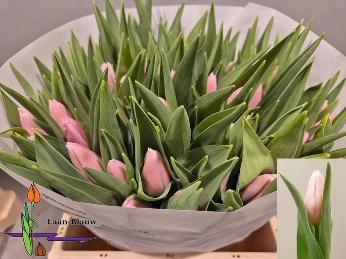 <h4>TU EN GABRIELLA</h4>