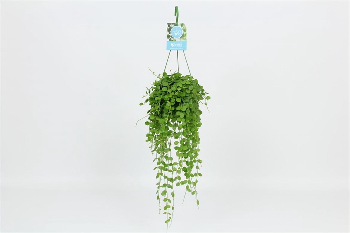 <h4>Dischidia Nummularia hang</h4>