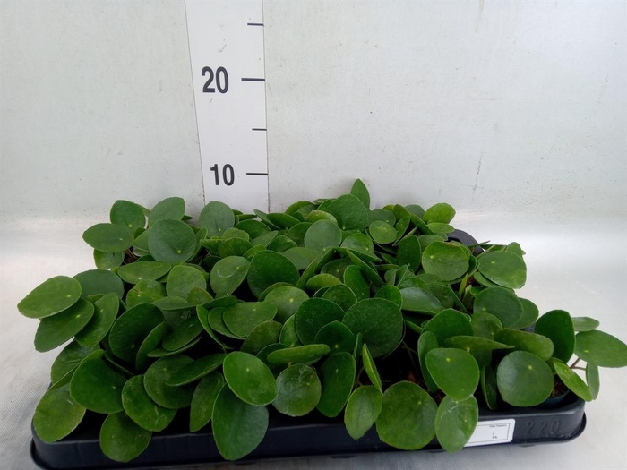 <h4>Pilea peperomioides</h4>