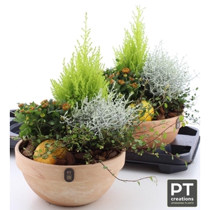 ARR TUINPLANTEN