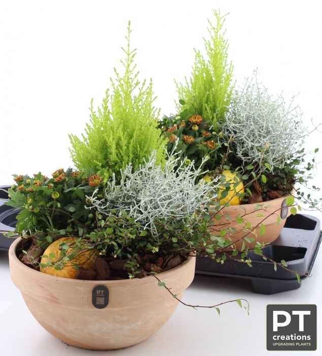 <h4>ARR TUINPLANTEN</h4>