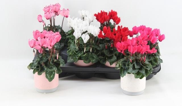 <h4>CYCL KL SUP VERANO</h4>