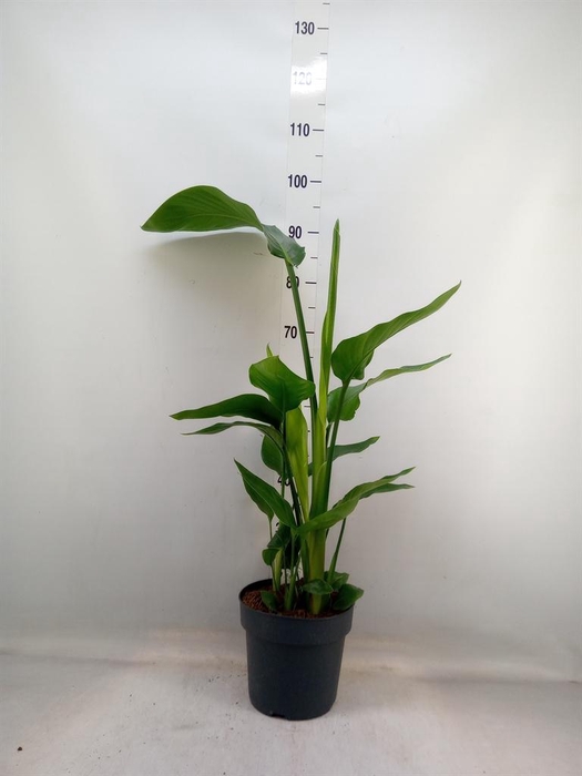 <h4>Strelitzia nicolai</h4>
