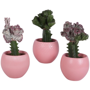 Cactus mix Euphorbia l. Ø12cm in Ø16cm Ball Pot Round Pink