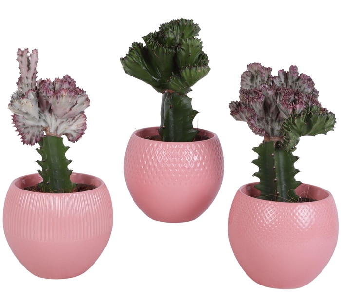 <h4>Cactus mix Euphorbia l. Ø12cm in Ø16cm Ball Pot Round Pink</h4>