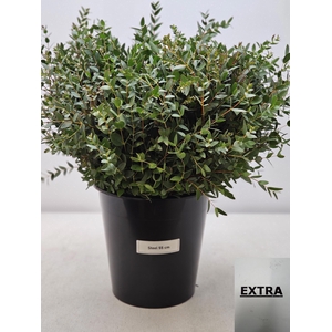 EUC PARVIFOLIA PER STEEL-IT-