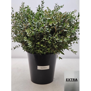 EUC PARVIFOLIA PER STEEL-IT-