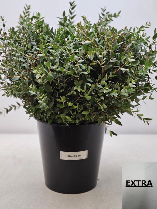 <h4>EUC PARVIFOLIA PER STEEL-IT-</h4>