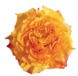 <h4>R Gr Orange Reeva 40cm EC</h4>